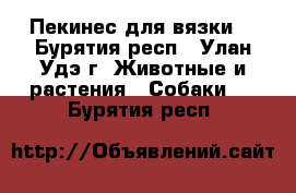 Пекинес для вязки  - Бурятия респ., Улан-Удэ г. Животные и растения » Собаки   . Бурятия респ.